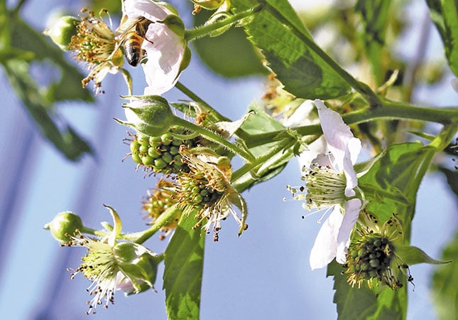 The complexity of berry production