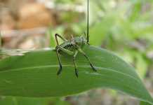 Corn cricket: what you need about this crop pest