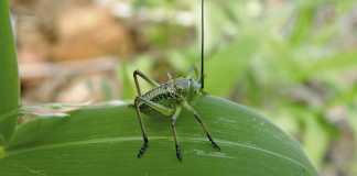 Corn cricket: what you need about this crop pest