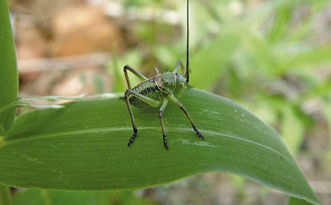 Corn cricket: what you need about this crop pest