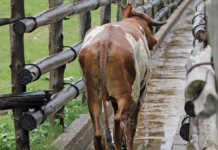 Animal health: Acaricide resistance