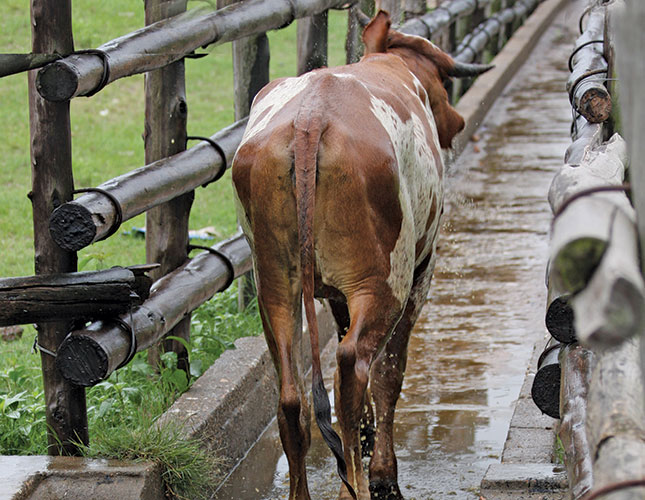 Animal health: Acaricide resistance Animal health: Acaricide resistance
