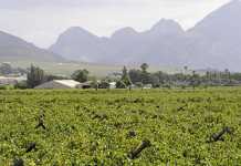 Dutch fruit importers require transparency