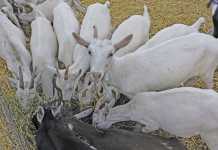 Keeping goats for milk