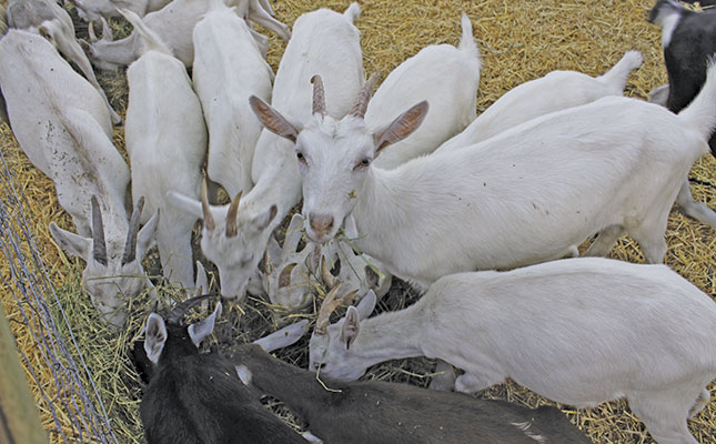 Keeping goats for milk: a beginners guide Keeping goats for milk: a beginners guide