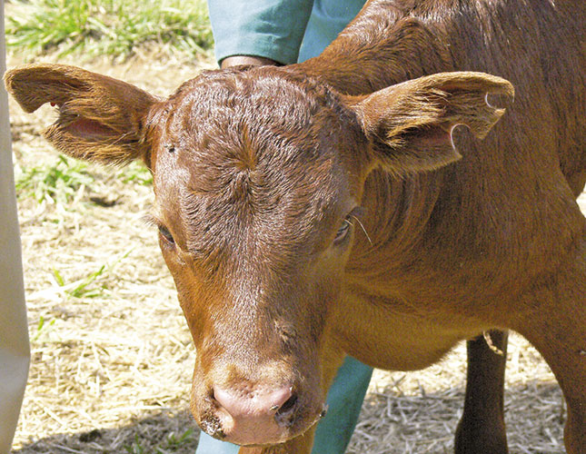 Tattooing an Animal  Canadian Angus Association