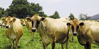 The best dairy breed: A comparative study