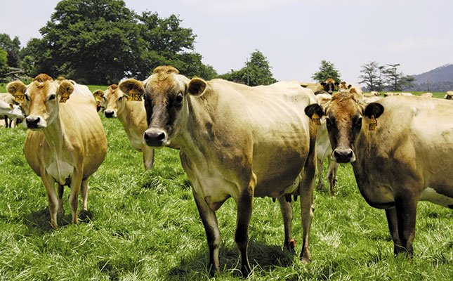 The best dairy breed: A comparative study | Farmer's Weekly