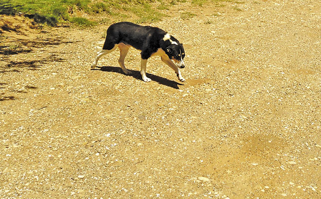 Vaccinating wildlife against rabies