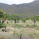 Making  organic fruit  farming work