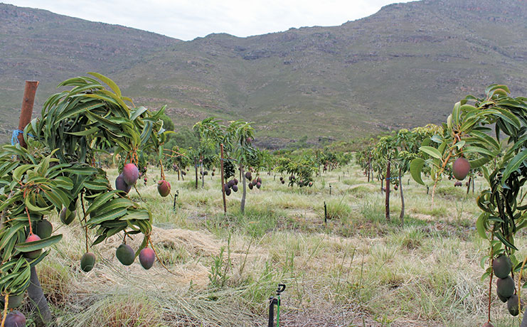 Making organic fruit farming work