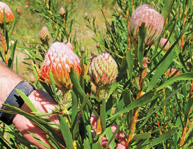 Growing proteas: step-by-step guide