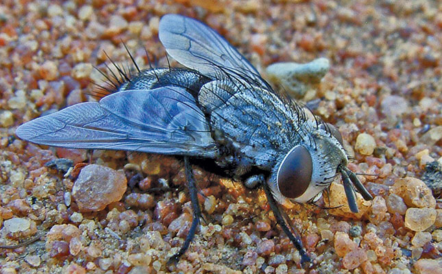 How to manage flies to avoid diseases