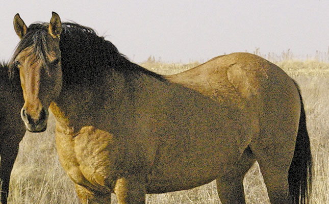 Insulin Resistance in horses Insulin Resistance in horses