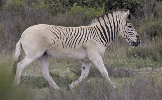 Quagga rebreeding: a success story