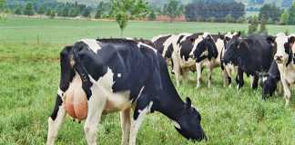 Feeding dairy cows roughage