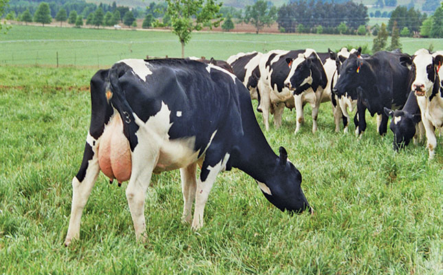 Feeding dairy cows roughage