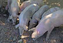 Rearing pigs on acorns