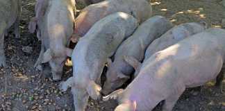 Rearing pigs on acorns