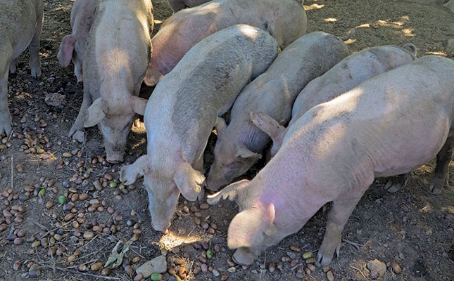 Rearing pigs on acorns