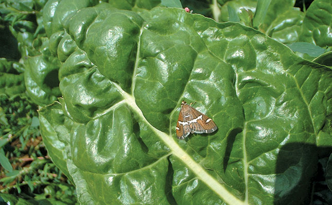 Other Swiss chard pests