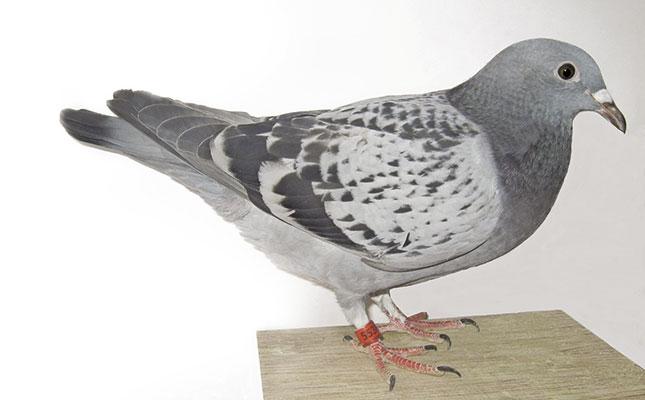 How to become a pigeon expert How to become a pigeon expert