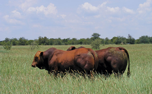 Veld test: Santa Gertrudis proves its worth Veld test: Santa Gertrudis proves its worth