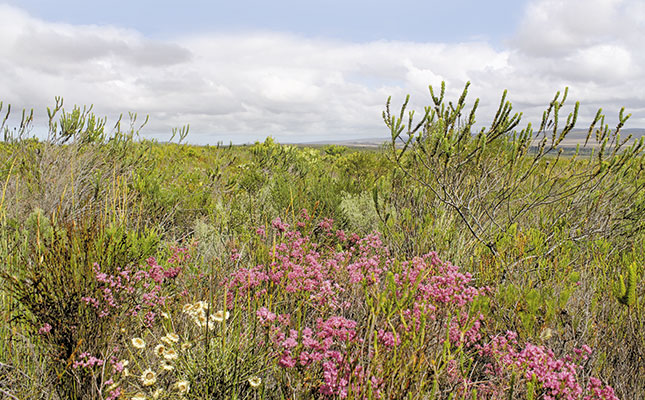 Turning the conservation tide on the Agulhas Plain
