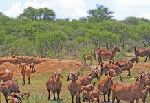 Kalahari Red goats