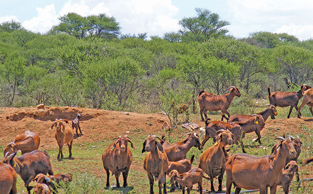 Top genetics boost communal goat project