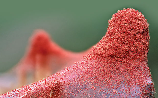 Know your crop pests: Red spider mite