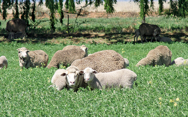 Eastern Cape cop cracks whip on stock theft Eastern Cape cop cracks whip on stock theft