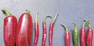 Chillies, how to make the right choices