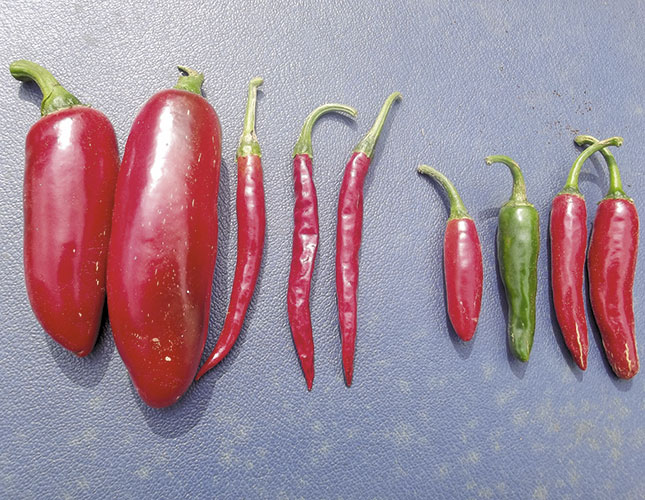 Chillies, how to make the right choices