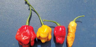 Some super- hot modern chilli varieties