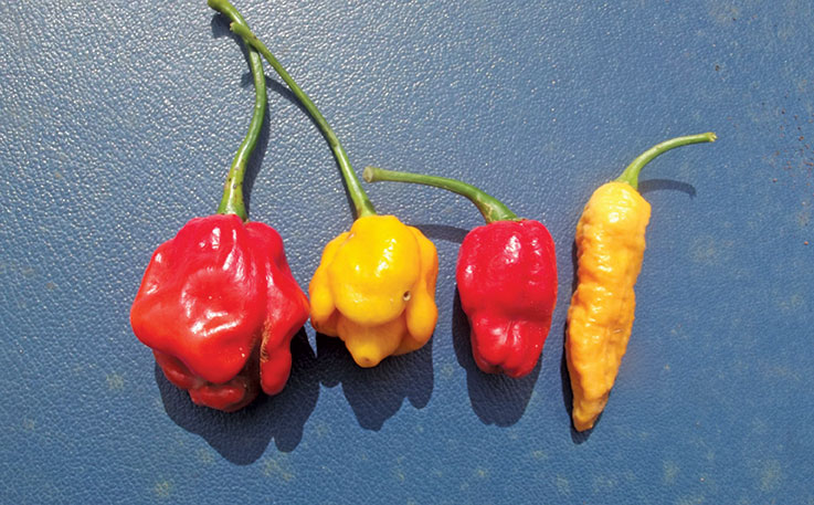 Understanding chilli pungency