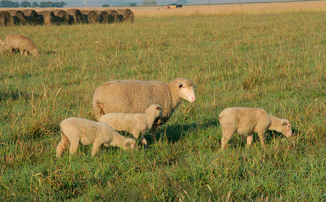 Feeding slaughter lambs for profit