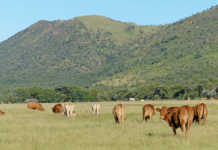 Hugenoot cattle
