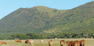 Hugenoot cattle