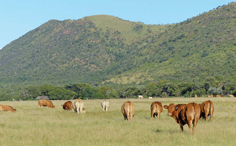 The Hugenoot makes its mark in the Waterberg