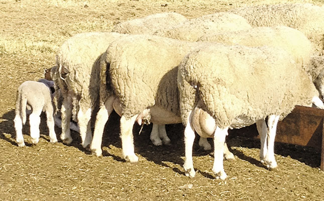 Optimum nutrition for breeding ewes