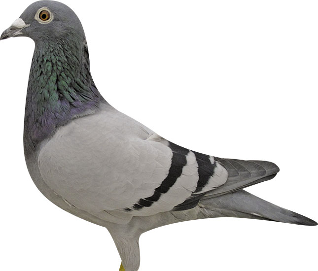 Congo forex verheyen pigeons alpari uk forex reviews systems
