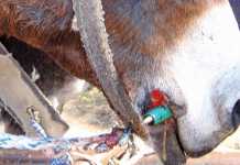 donkey-health