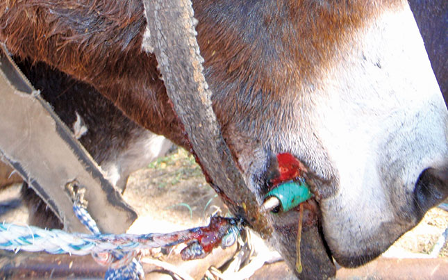 How to keep a donkey healthy How to keep a donkey healthy
