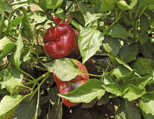 Managing  early fruit set in peppers