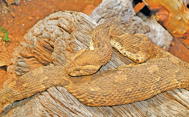 Snakebites: fact and fiction Snakebites: fact and fiction