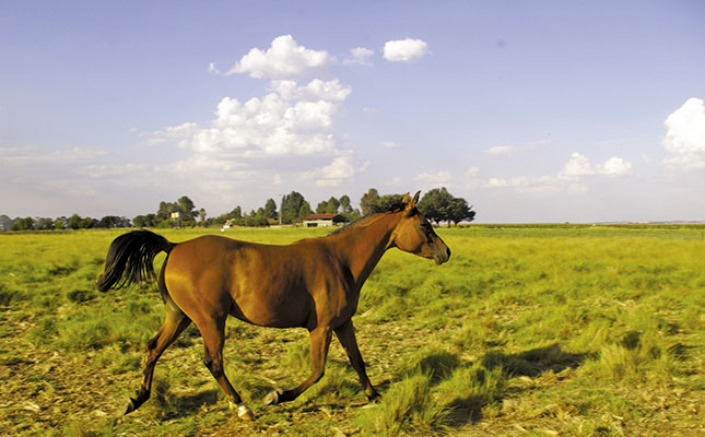 Your horse is what it eats