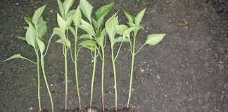 Seedlings