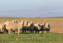 Sustainable use of dewormers