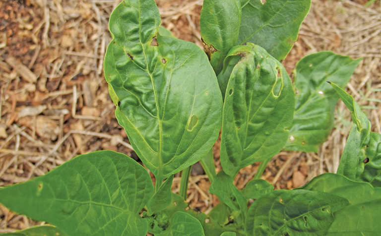 Preventing bacterial spot in capsicums